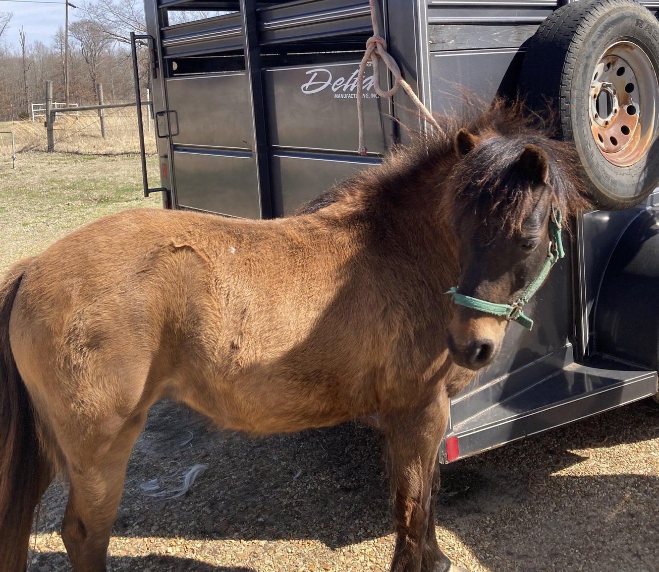 Image for Interstate Regional Stockyards Horse Sale - Cuba, Missouri WEDNESDAY March 20th