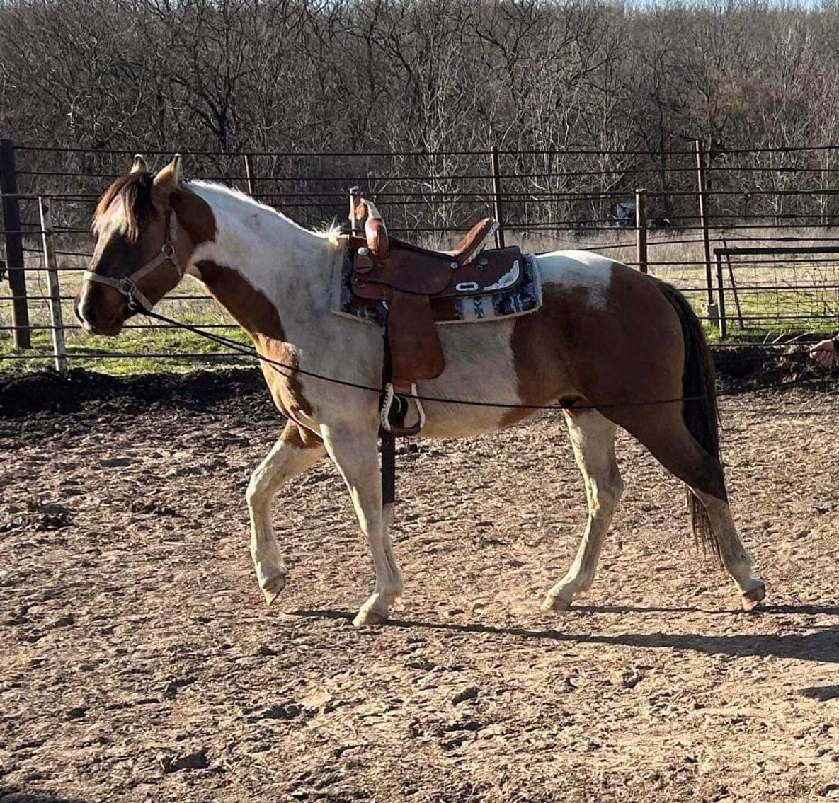 Image for Jones Livestock Auction MONTHLY HORSE & TACK SALE!   Saturday, March 9th!