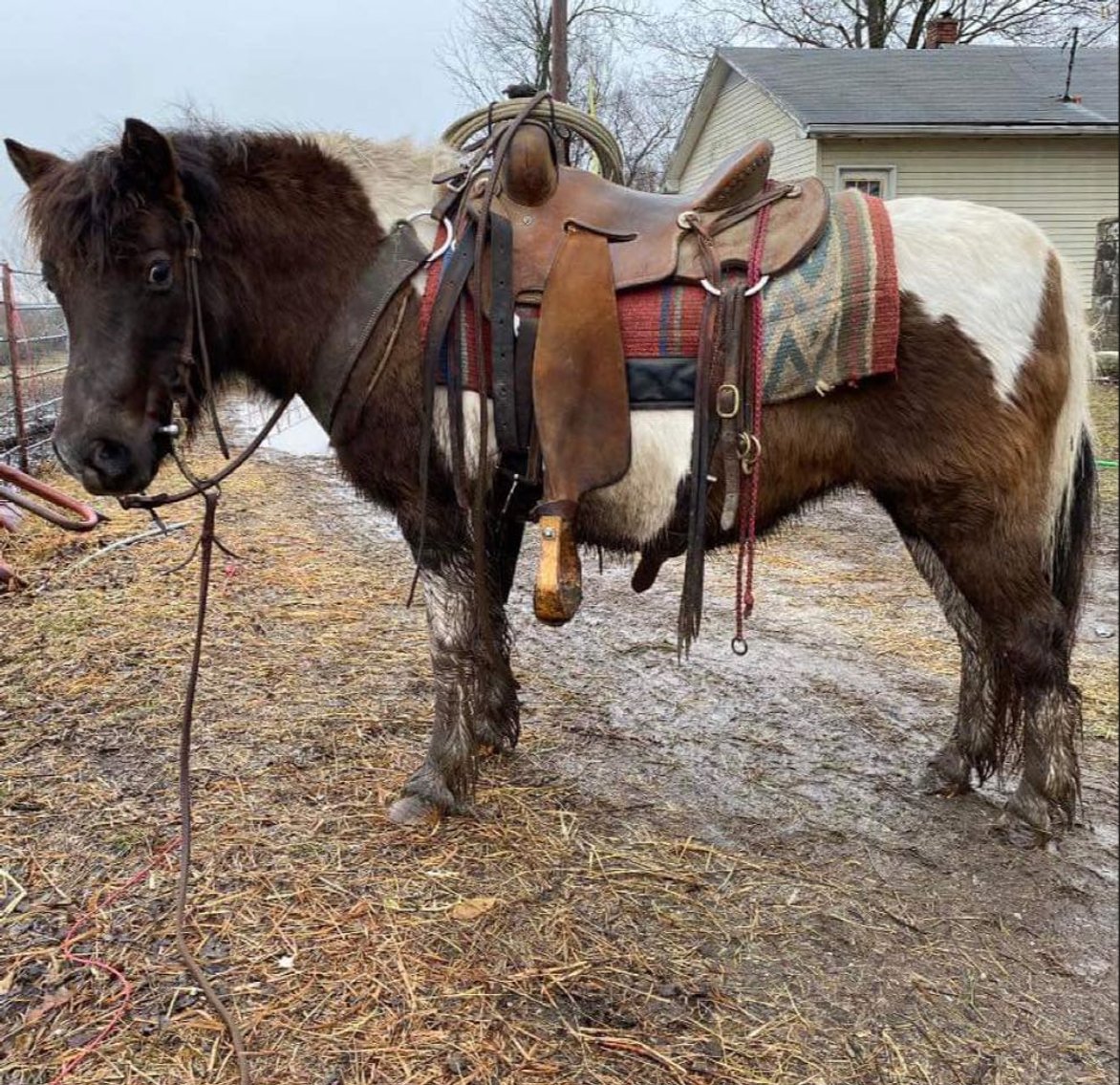 Image for Jones Livestock Auction MONTHLY HORSE & TACK SALE!   Saturday, March 9th!