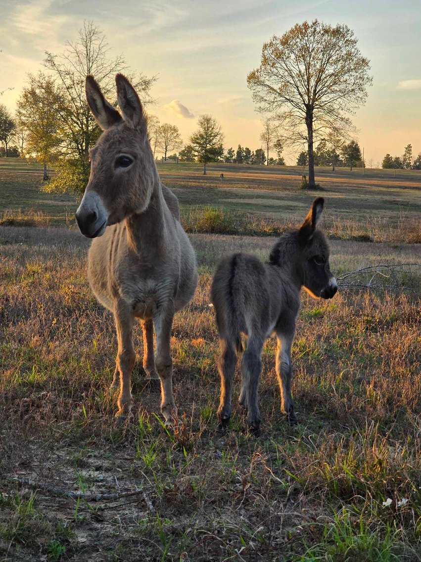Image for Mize Horse Sale  SATURDAY MARCH 16TH - Mize, Mississippi