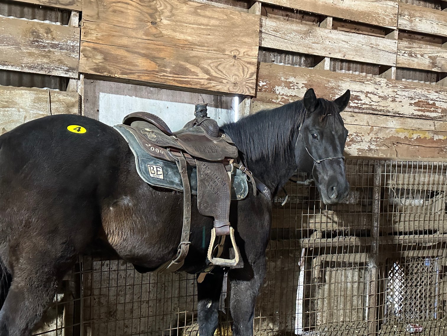 Image for Jones Livestock Auction MONTHLY HORSE & TACK SALE!   Saturday, March 9th!