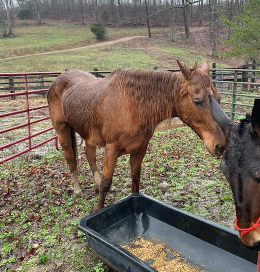 Image for Knoxville Livestock Auction Catalog Horse Sale SATURDAY March 16th - Knoxville, Tennessee