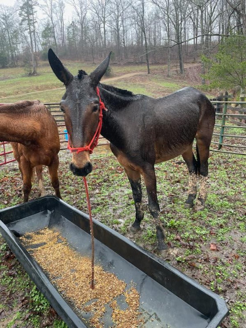 Image for Knoxville Livestock Auction Catalog Horse Sale SATURDAY March 16th - Knoxville, Tennessee