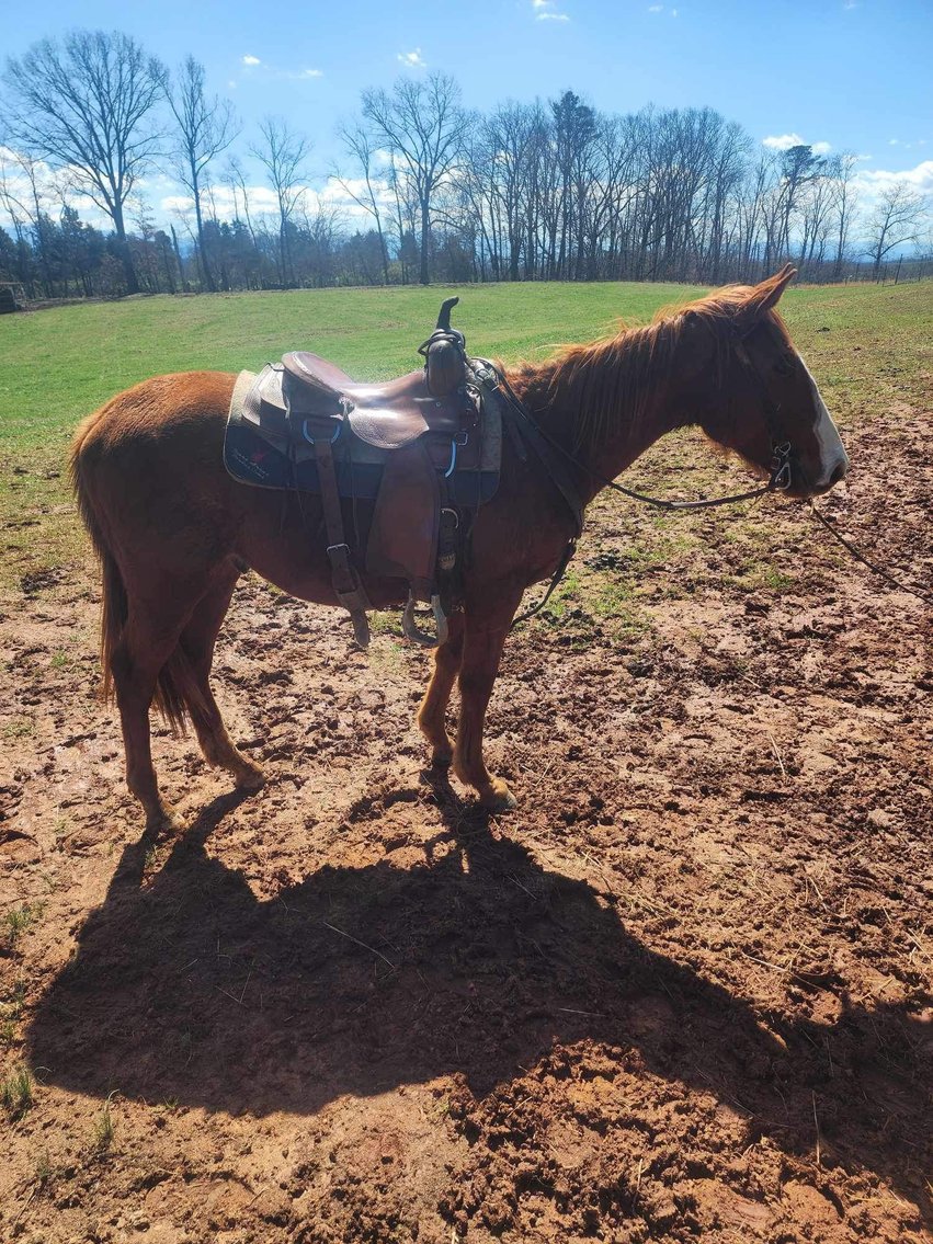 Image for Knoxville Livestock Auction Catalog Horse Sale SATURDAY March 16th - Knoxville, Tennessee