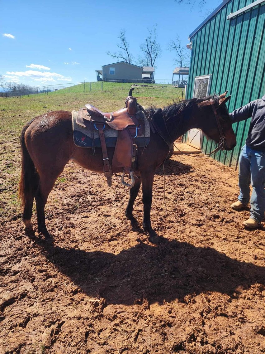 Image for Knoxville Livestock Auction Catalog Horse Sale SATURDAY March 16th - Knoxville, Tennessee