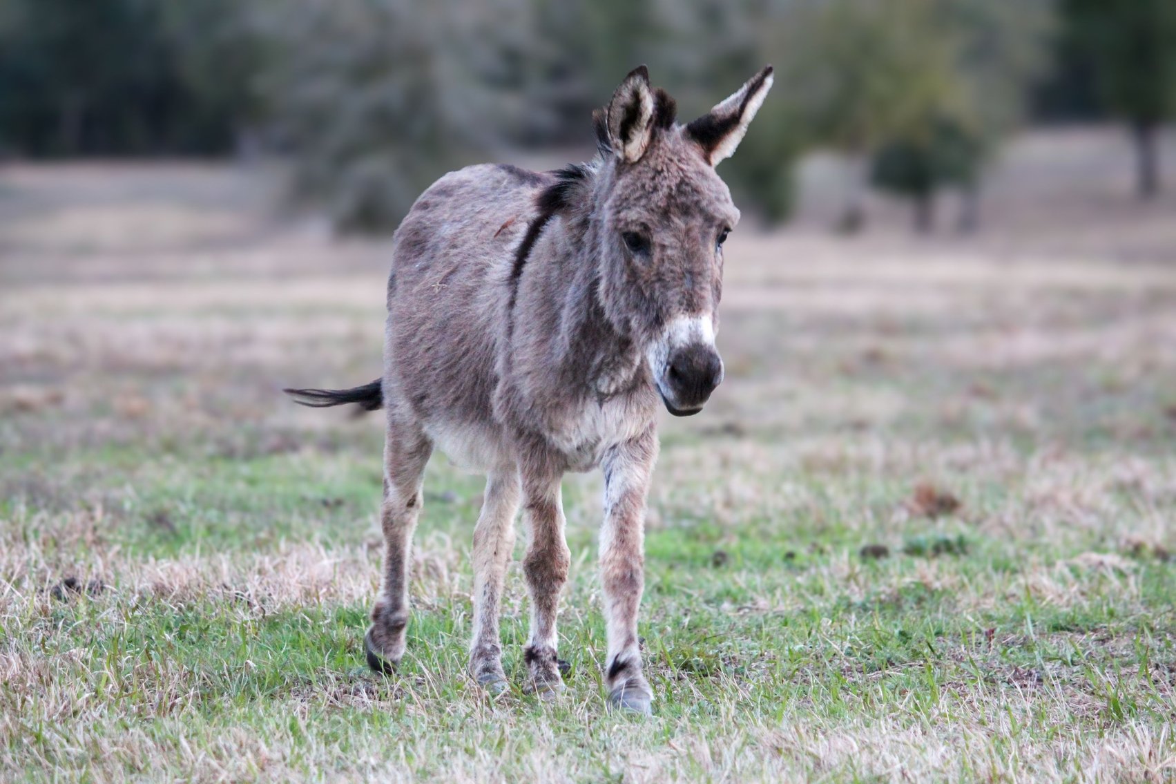 Image for Mize Horse Sale  SATURDAY MARCH 16TH - Mize, Mississippi