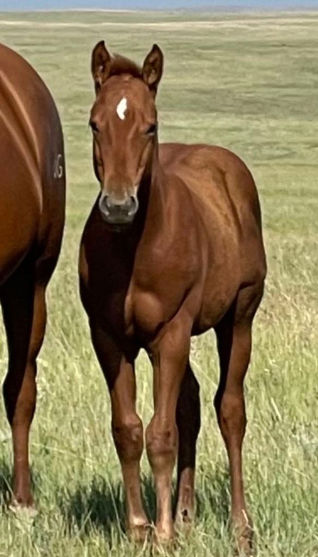 Image for Interstate Regional Stockyards Horse Sale - Cuba, Missouri WEDNESDAY March 20th