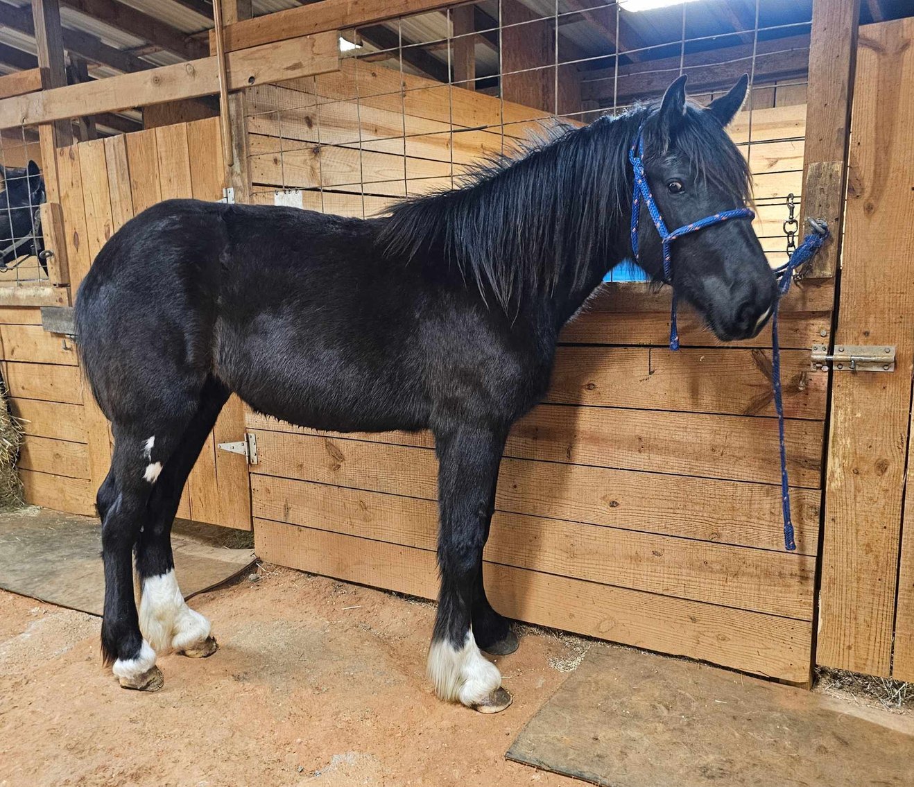 Image for Lumberton Horse and Tack Auction April 2024