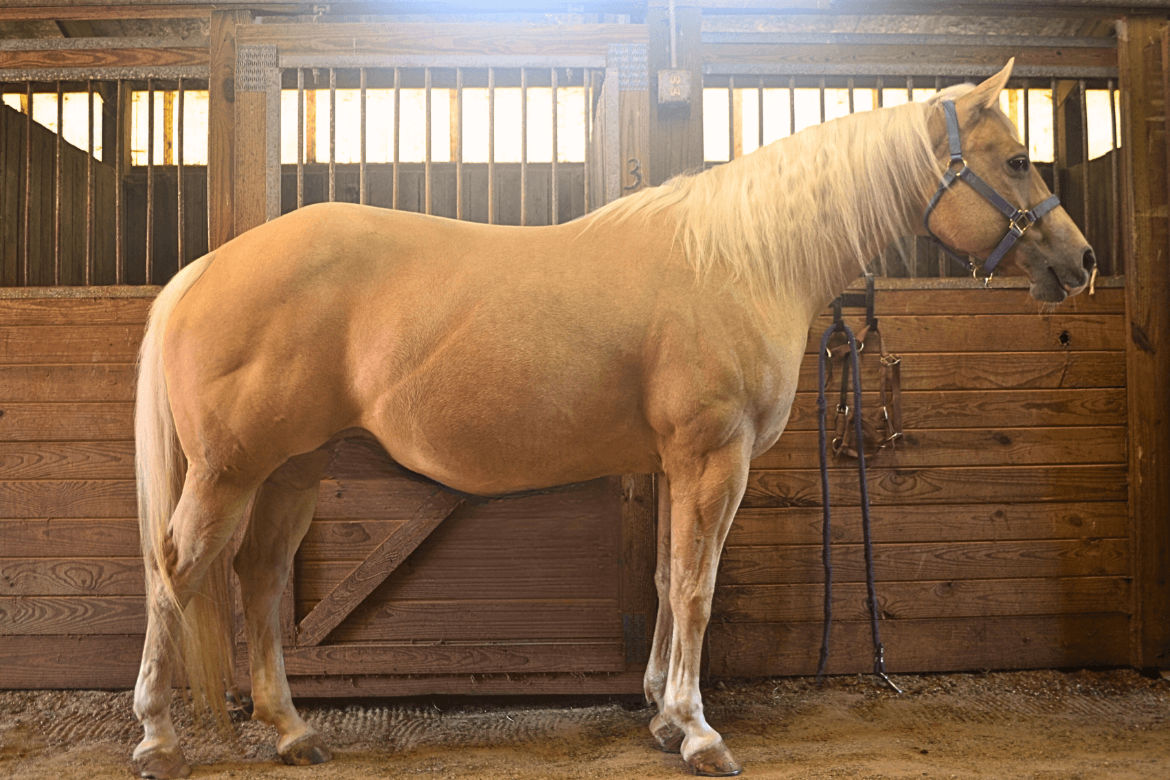 Image for Lumberton Horse and Tack Auction April 2024