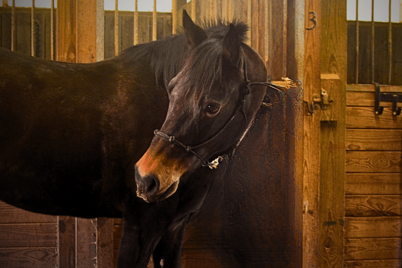 Image for Lumberton Horse and Tack Auction April 2024