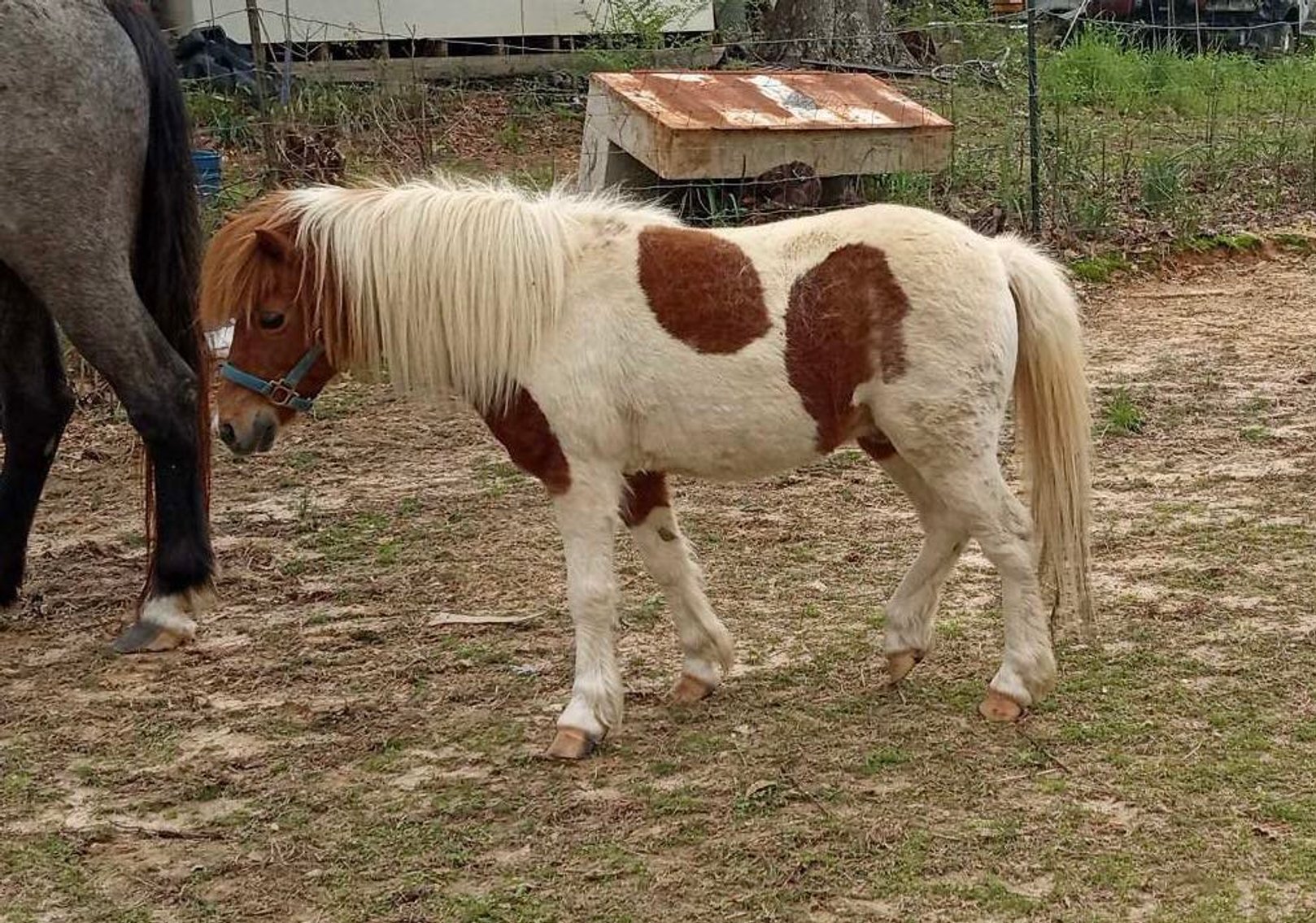 Image for Mize Horse Sale  SATURDAY MARCH 30TH - Mize, Mississippi