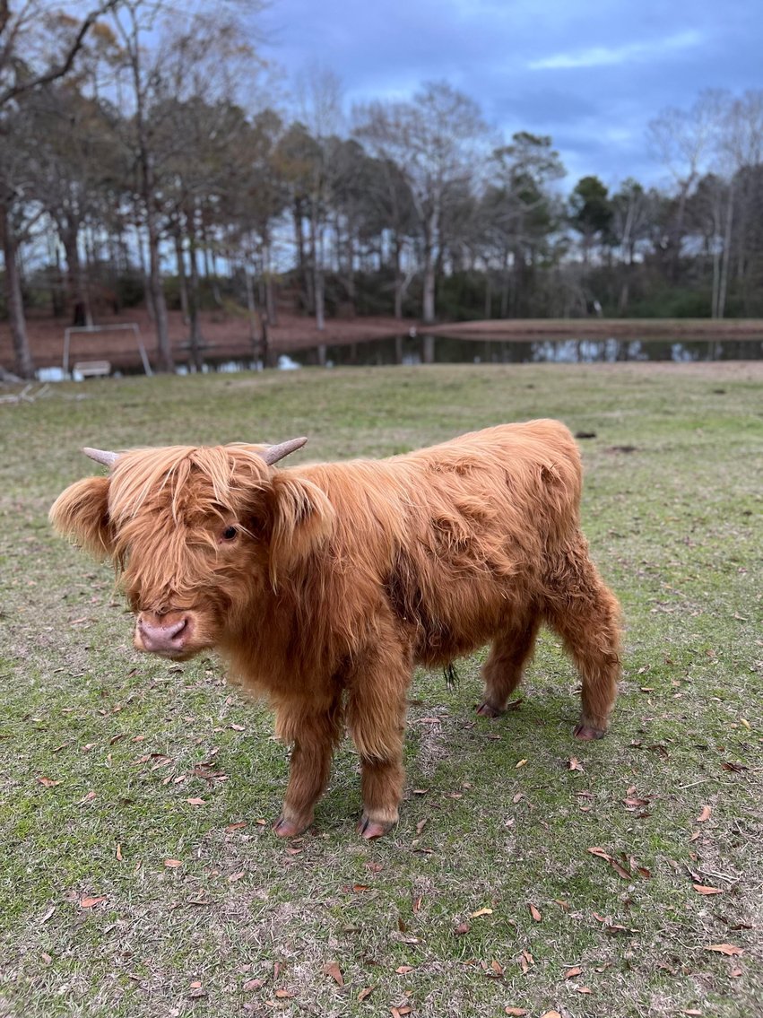 Image for Mize Horse Sale  SATURDAY MARCH 30TH - Mize, Mississippi