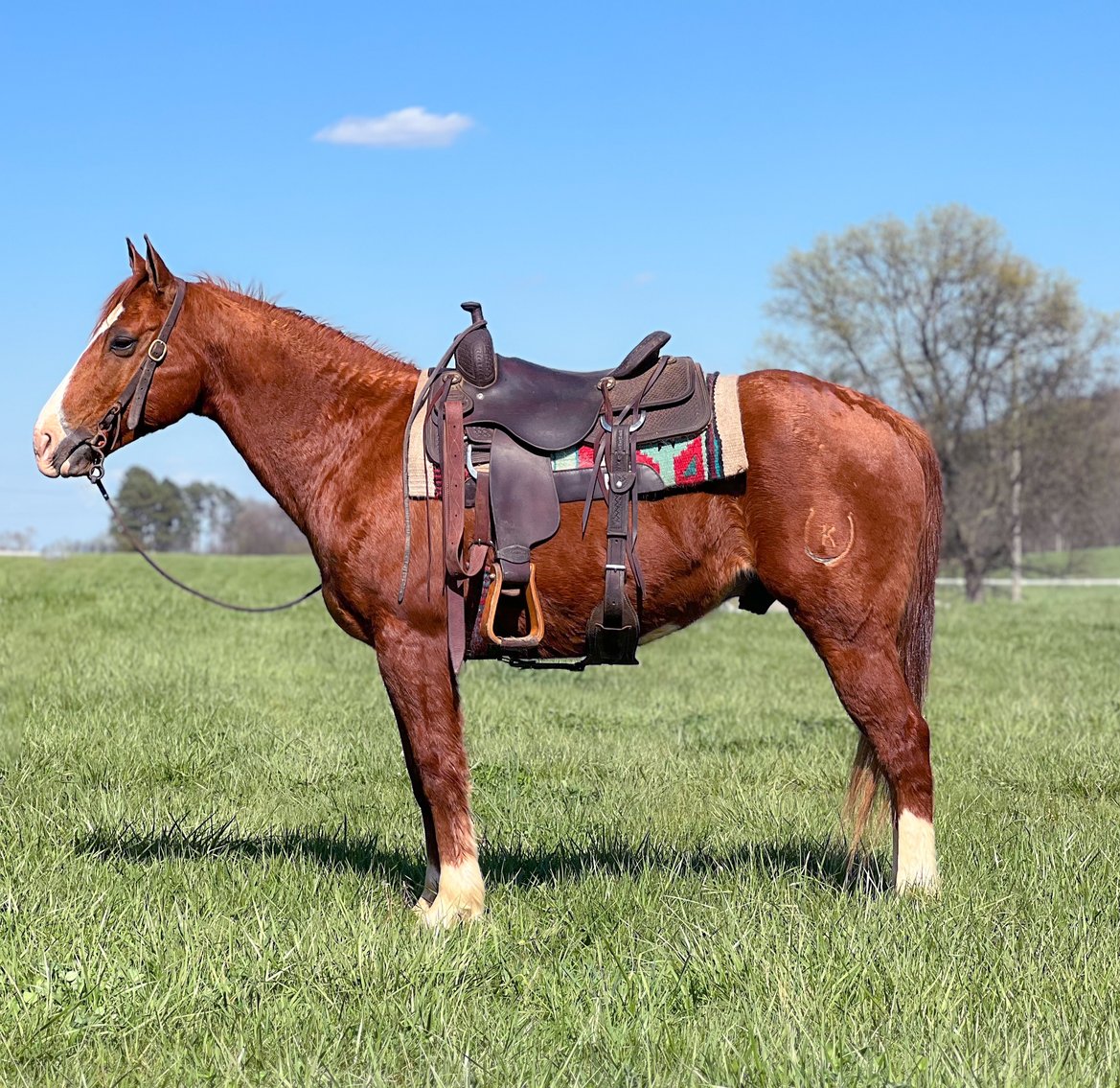 Image for C&H Horse Exhange Horse Sale - SATURDAY March 30th - Seymour, TN