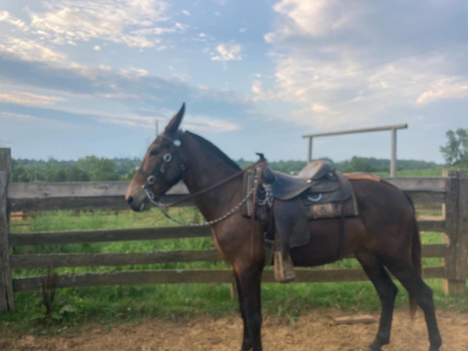 Image for Tennessee Mule Sales - Annual Mule Sale - Reese Bros. Lebanon TN April 27th