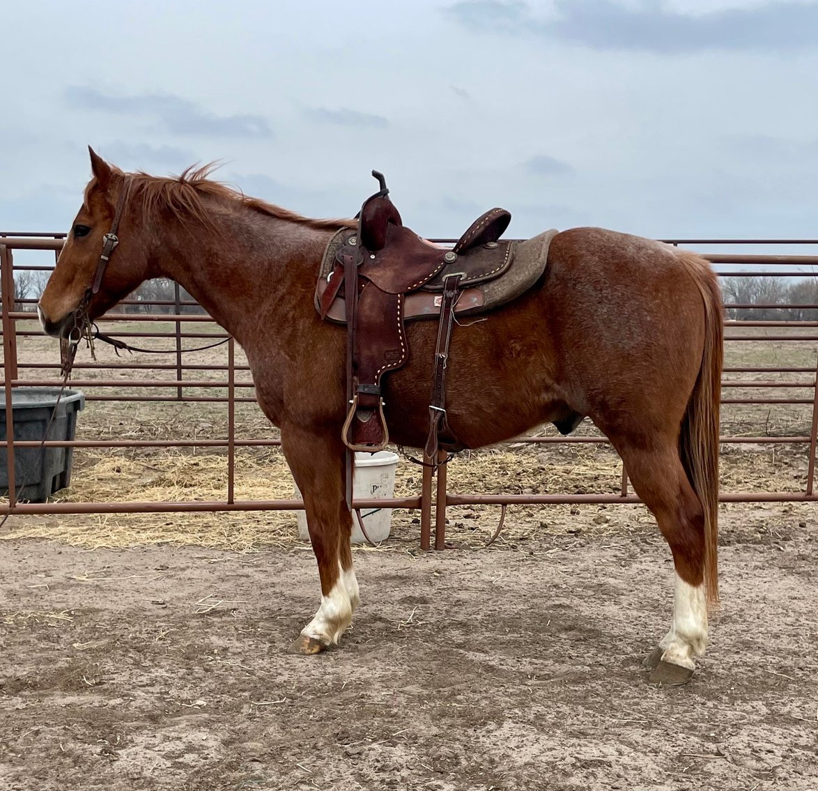 Image for Jones Livestock Auction MONTHLY HORSE & TACK SALE!   Saturday, April 13th!