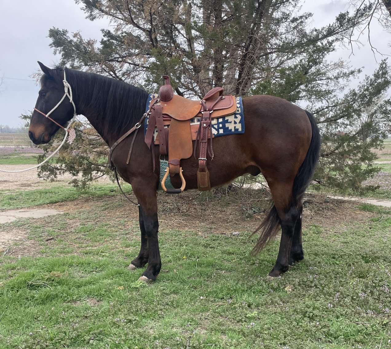 Image for Jones Livestock Auction MONTHLY HORSE & TACK SALE!   Saturday, April 13th!