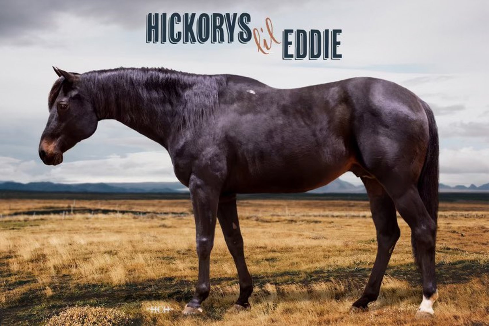 Image for Jones Livestock Auction MONTHLY HORSE & TACK SALE!   Saturday, April 13th!