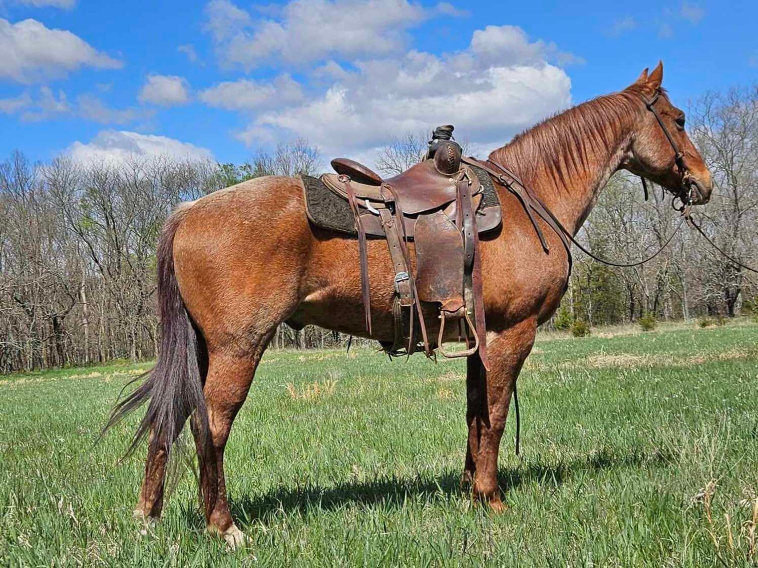 Image for Jones Livestock Auction MONTHLY HORSE & TACK SALE!   Saturday, April 13th!