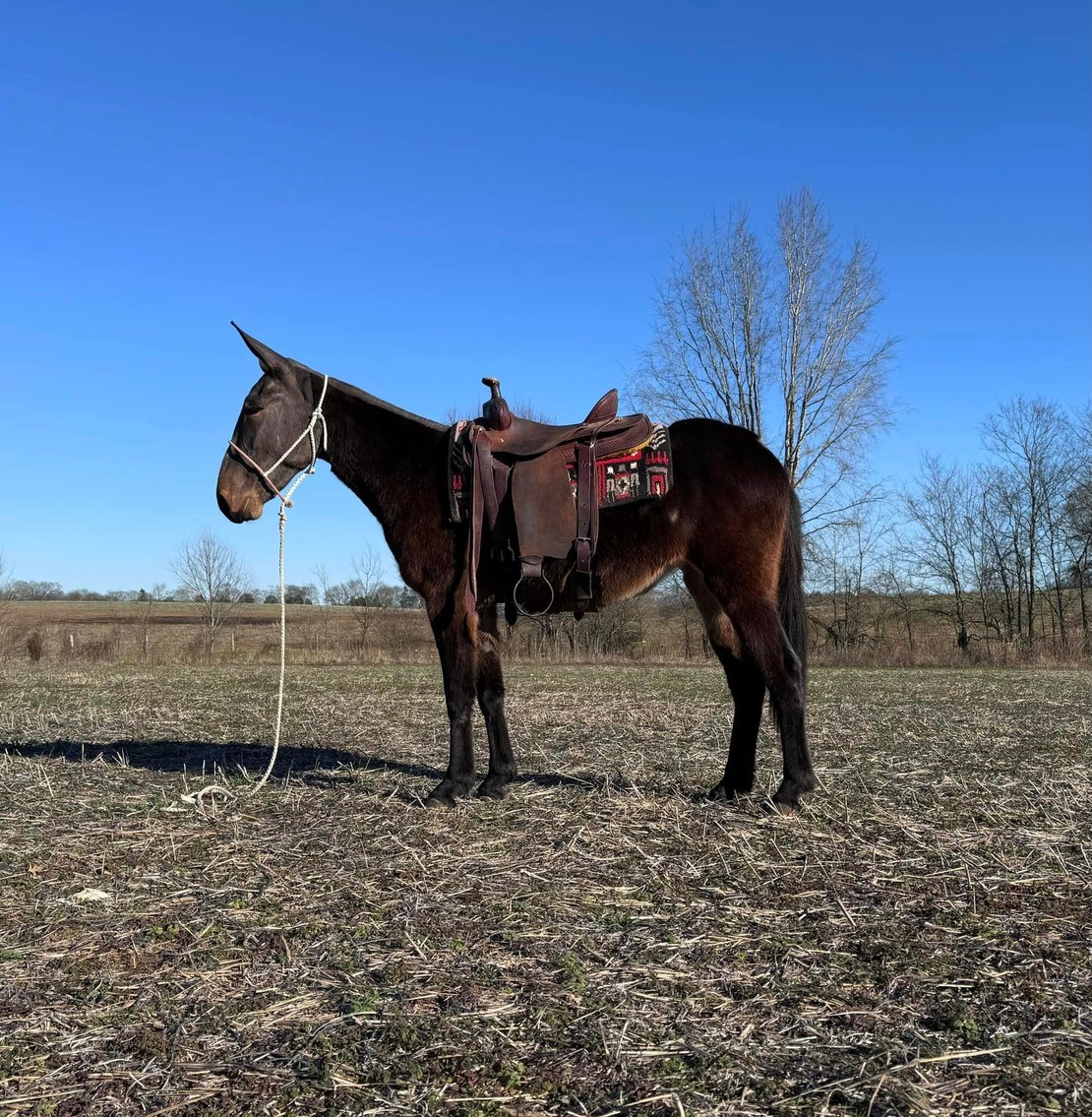 Image for Tennessee Mule Sales - Annual Mule Sale - Reese Bros. Lebanon TN April 27th