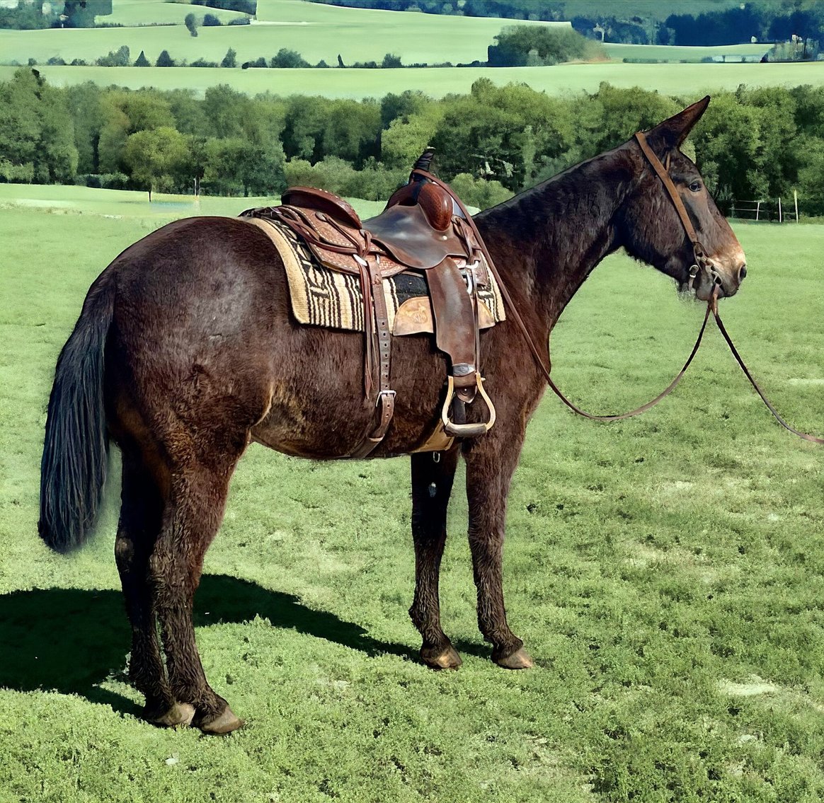 Image for Tennessee Mule Sales - Annual Mule Sale - Reese Bros. Lebanon TN April 27th