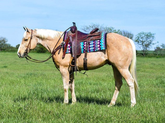 Image for Corsica Horse Sales Grand Opening Sale - SATURDAY, MAY 4TH - Corsica, South Dakota