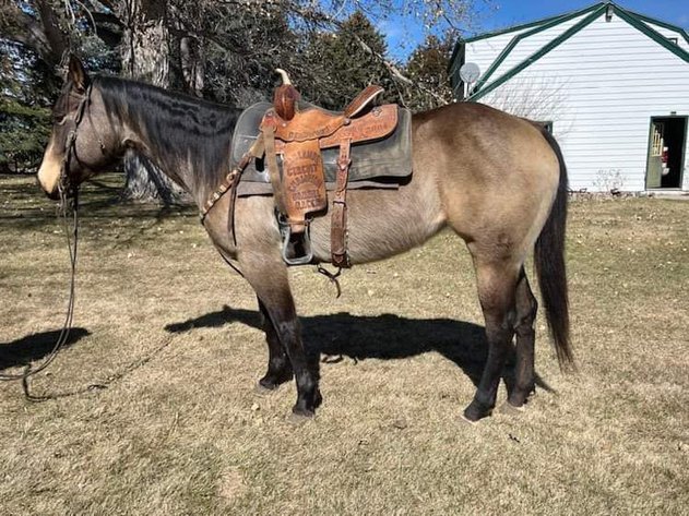 Image for Corsica Horse Sales Grand Opening Sale - SATURDAY, MAY 4TH - Corsica, South Dakota