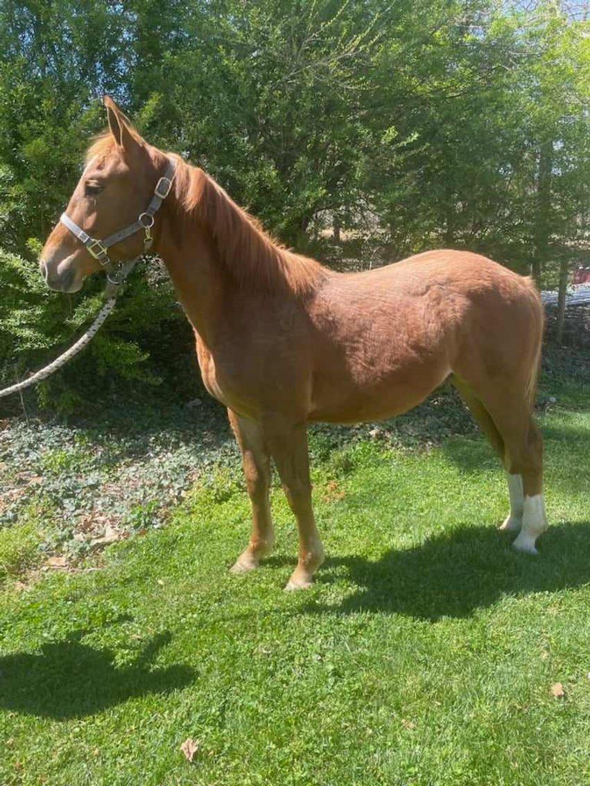 Image for Lumberton Horse and Tack Auction May 2024