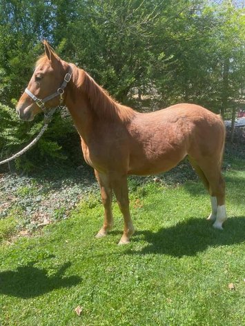 Image for Lumberton Horse and Tack Auction May 2024