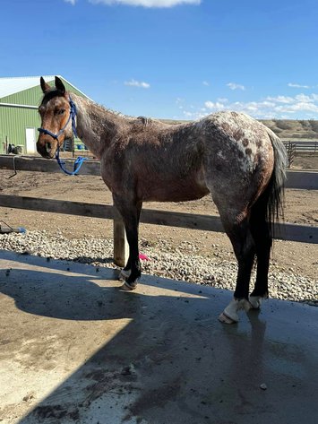 Image for Corsica Horse Sales Grand Opening Sale - SATURDAY, MAY 4TH - Corsica, South Dakota