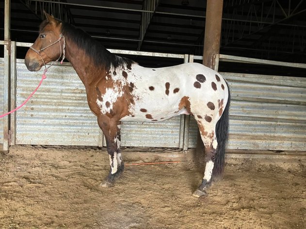 Image for Corsica Horse Sales Grand Opening Sale - SATURDAY, MAY 4TH - Corsica, South Dakota