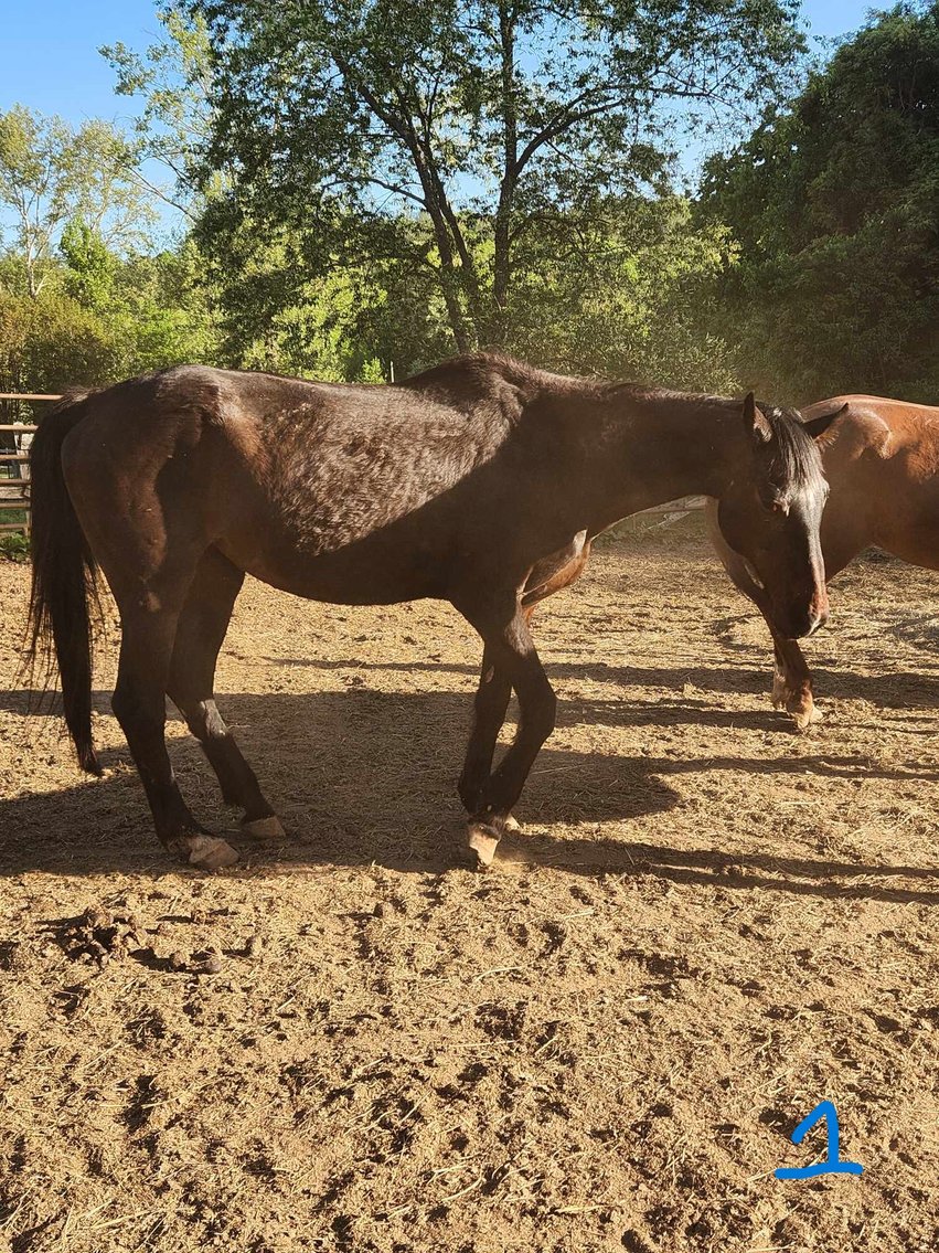Image for Lumberton Horse and Tack Auction May 2024