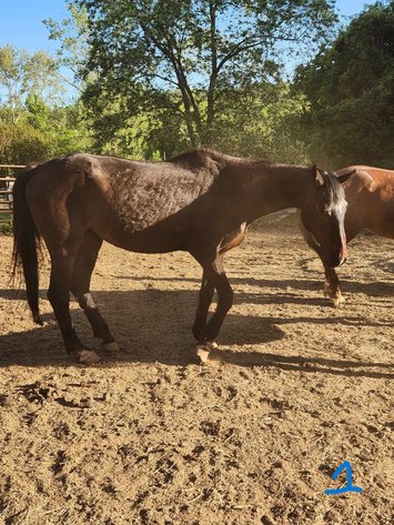 Image for Lumberton Horse and Tack Auction May 2024