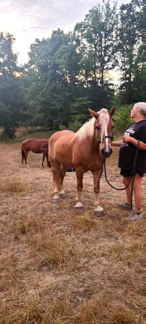 Image for Interstate Regional Stockyards TWO DAY MAY SPECIAL - DAY 1 - WEDNESDAY MAY 15TH