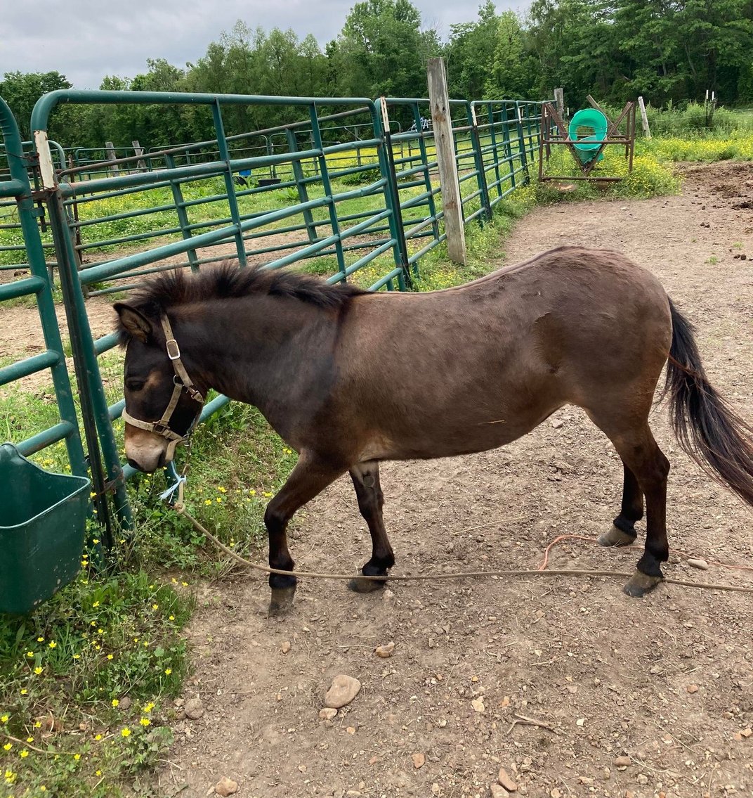 Image for Interstate Regional Stockyards TWO DAY MAY SPECIAL - DAY 1 - WEDNESDAY MAY 15TH