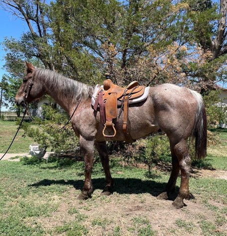 Image for Jones Livestock Auction MONTHLY HORSE & TACK SALE!   Saturday, May 11th!