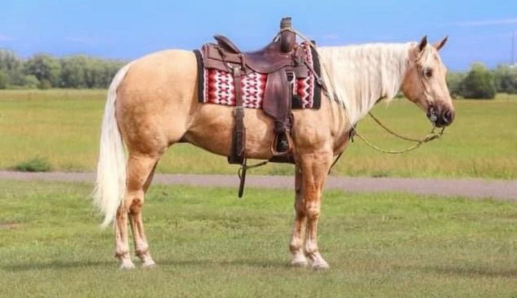 Image for Jones Livestock Auction MONTHLY HORSE & TACK SALE!   Saturday, May 11th!