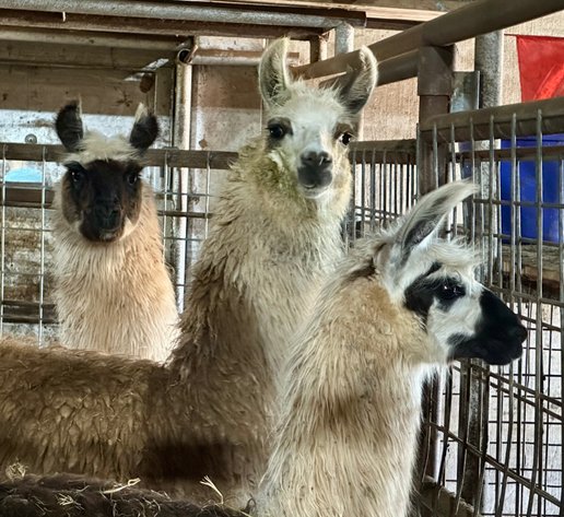 Image for Jones Livestock Auction MONTHLY HORSE & TACK SALE!   Saturday, May 11th!