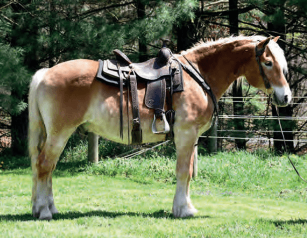 Image for American Haflinger Registry Sale