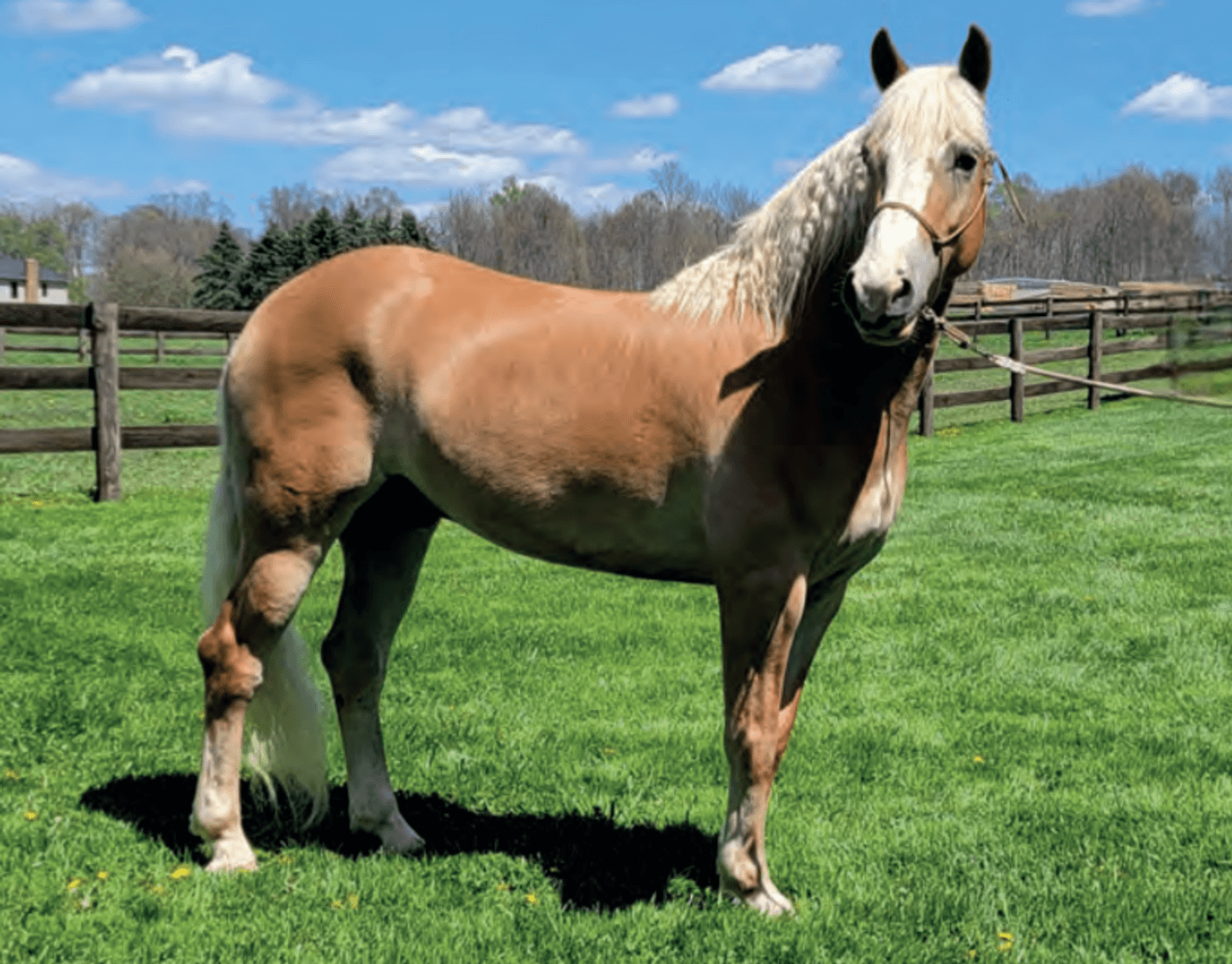 Image for American Haflinger Registry Sale