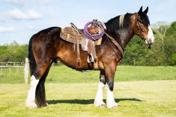 Image for Interstate Regional Stockyards TWO DAY MAY SPECIAL - DAY 2 - THURSDAY MAY 16TH