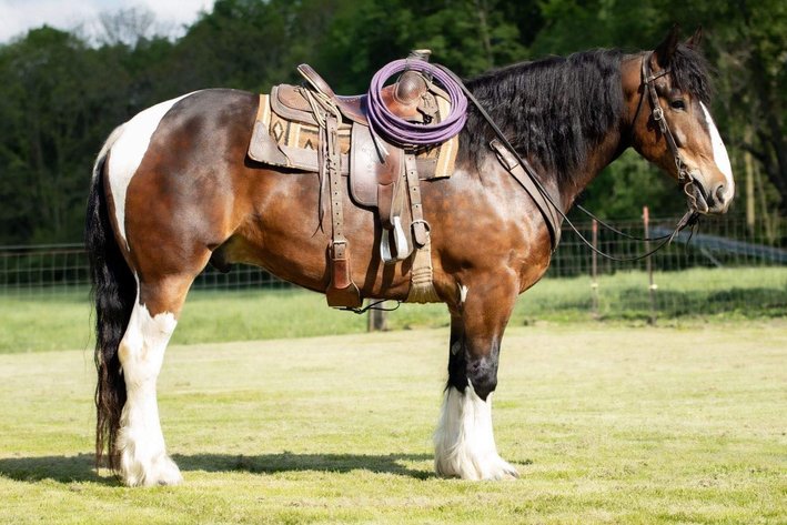 Image for Interstate Regional Stockyards TWO DAY MAY SPECIAL - DAY 2 - THURSDAY MAY 16TH