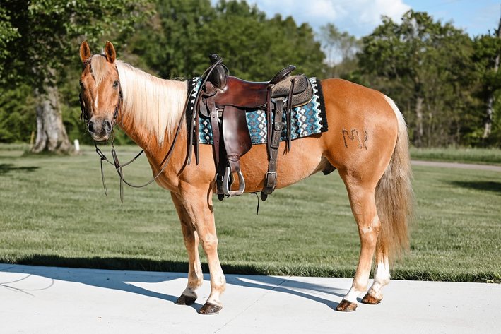 Image for KS Select Spring Sale - Clarion, Pennsylvania - SATURDAY May 18th