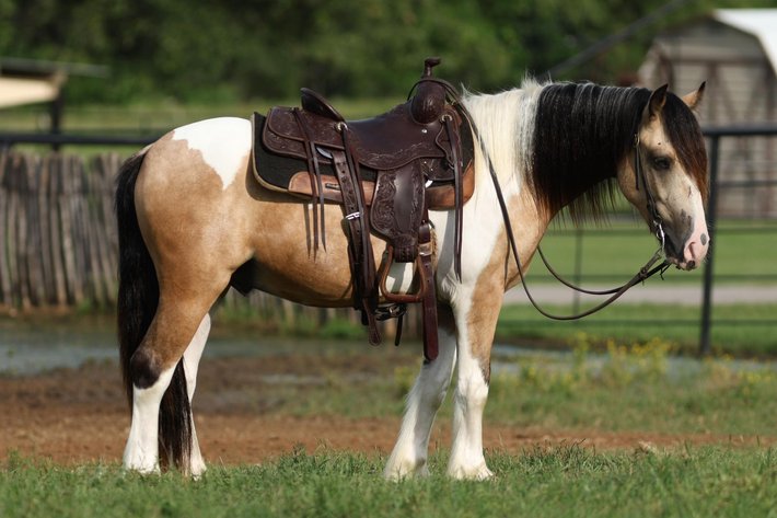 Image for Interstate Regional Stockyards TWO DAY MAY SPECIAL - DAY 2 - THURSDAY MAY 16TH