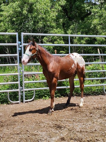 Image for Mize Horse Sale  SATURDAY MAY 18TH - Mize, Mississippi