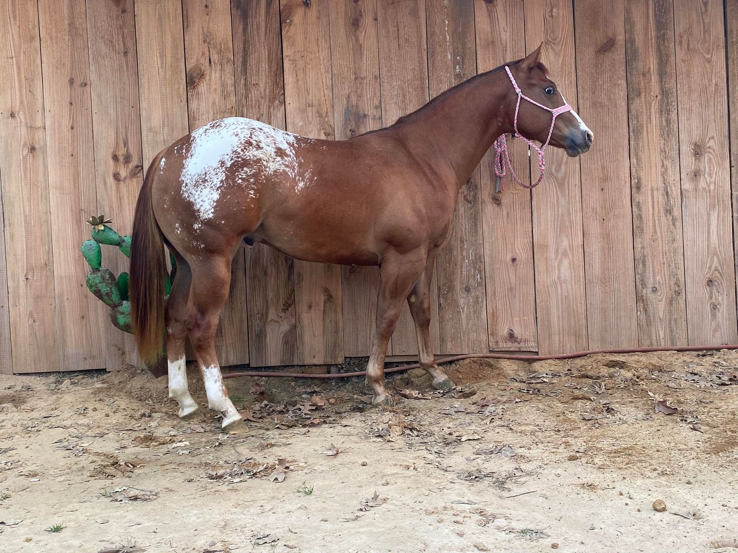 Image for Mize Horse Sale  SATURDAY MAY 18TH - Mize, Mississippi