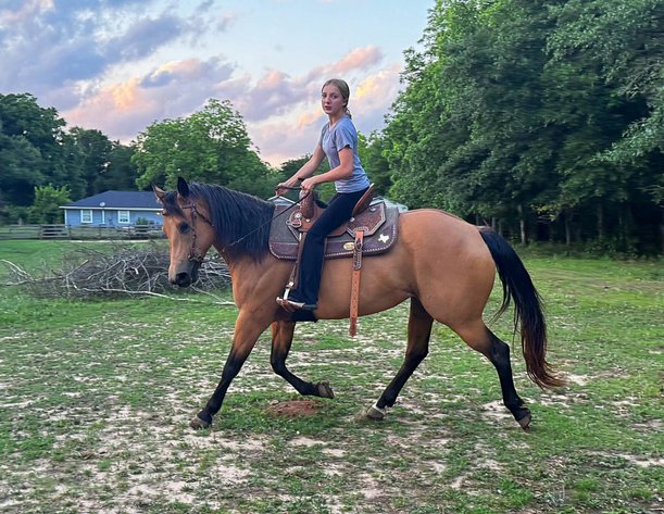 Image for Mize Horse Sale  SATURDAY MAY 18TH - Mize, Mississippi