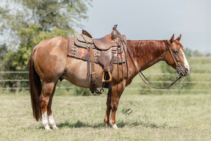Image for Interstate Regional Stockyards Horse Sale - Cuba, Missouri WEDNESDAY June 19th