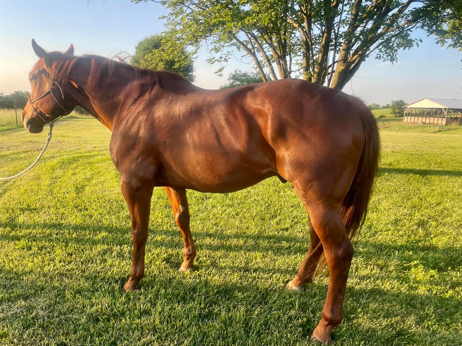 Image for 606 Horse Sale, Memorial Day Special