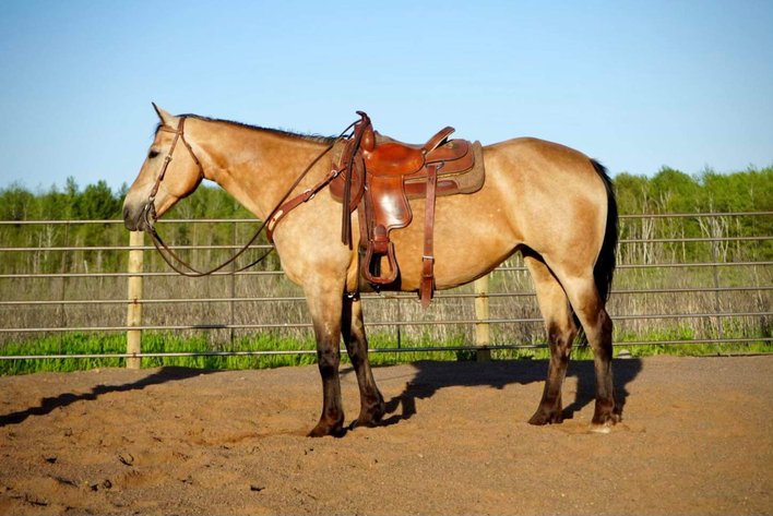 Image for Corsica Horse Sales Catalog Sale - SATURDAY, JUNE 1ST - Corsica, South Dakota