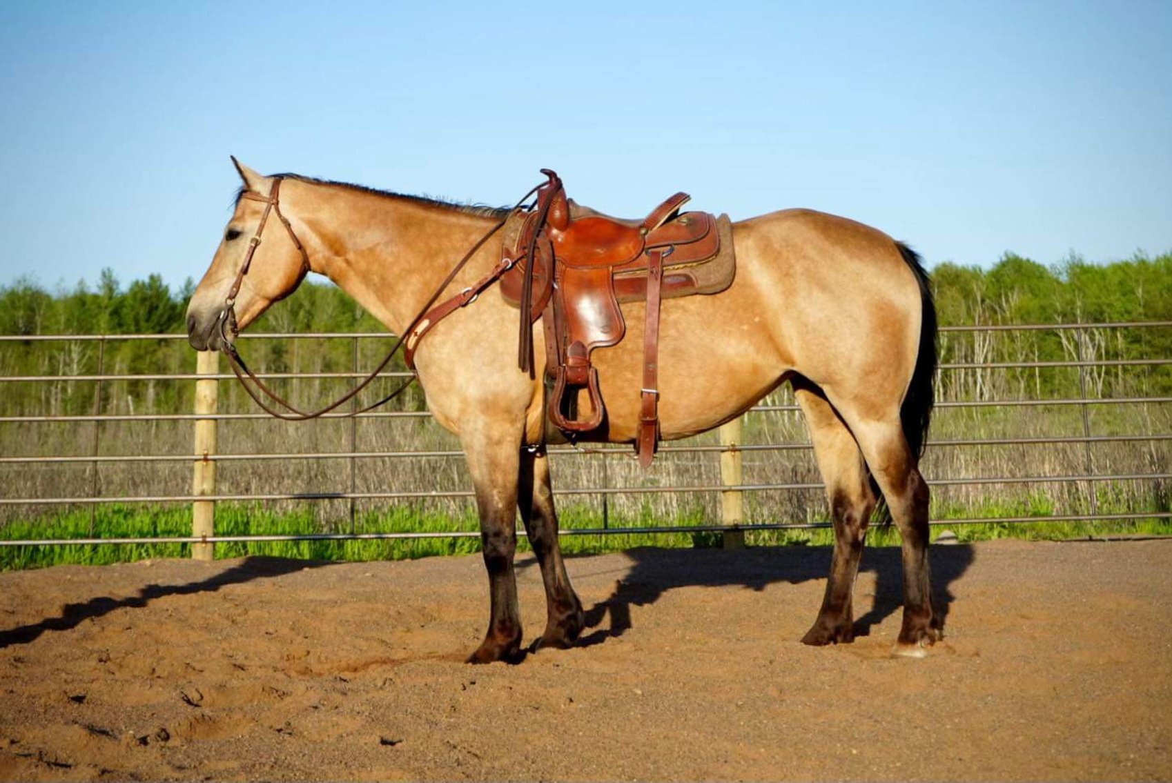 Image for Corsica Horse Sales Catalog Sale - SATURDAY, JUNE 1ST - Corsica, South Dakota